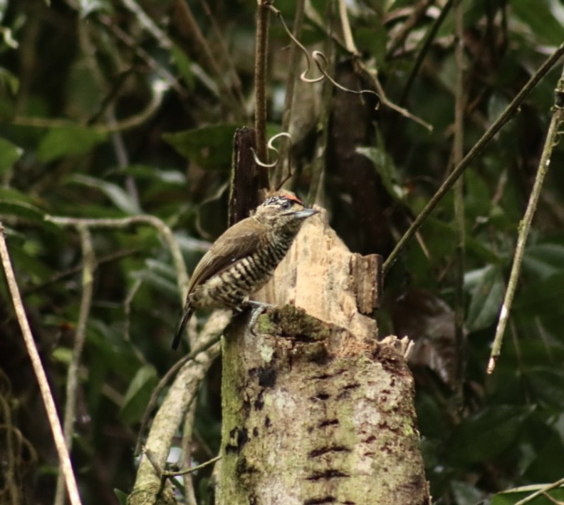 White-barred Piculet - ML544312121