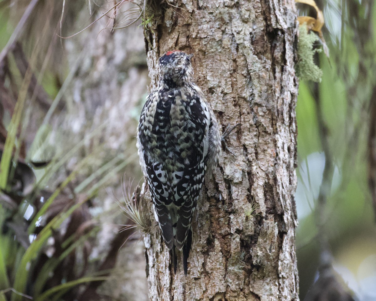 Yellow-bellied Sapsucker - ML544312371