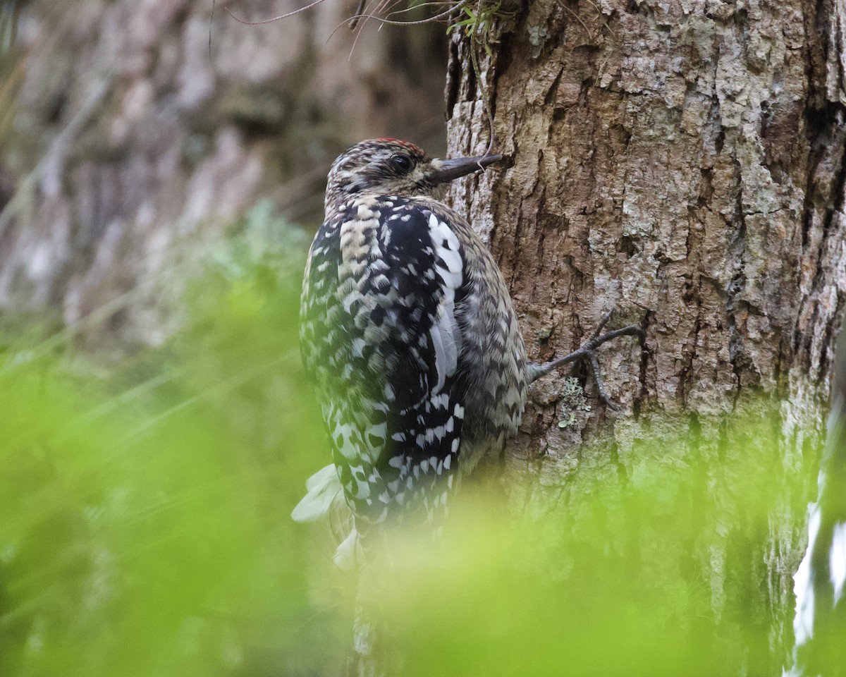 Yellow-bellied Sapsucker - ML544312381