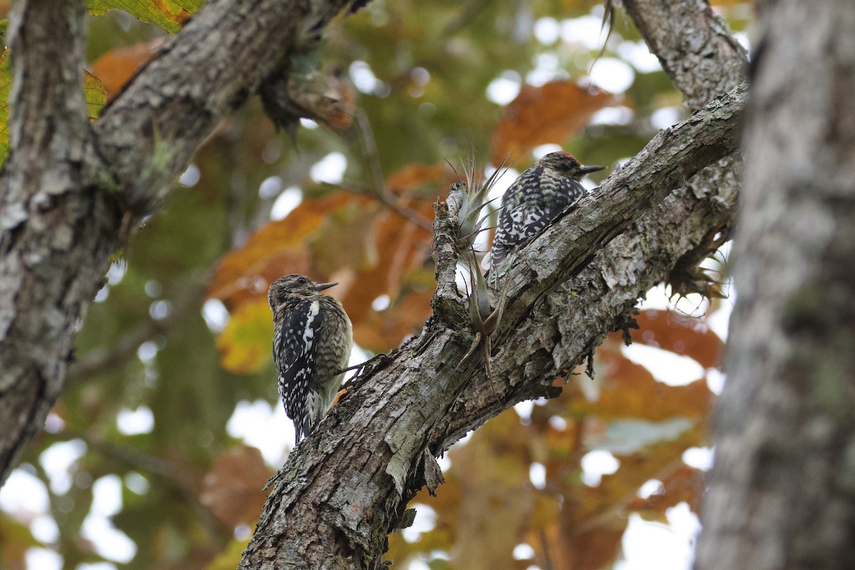 Yellow-bellied Sapsucker - ML544312391