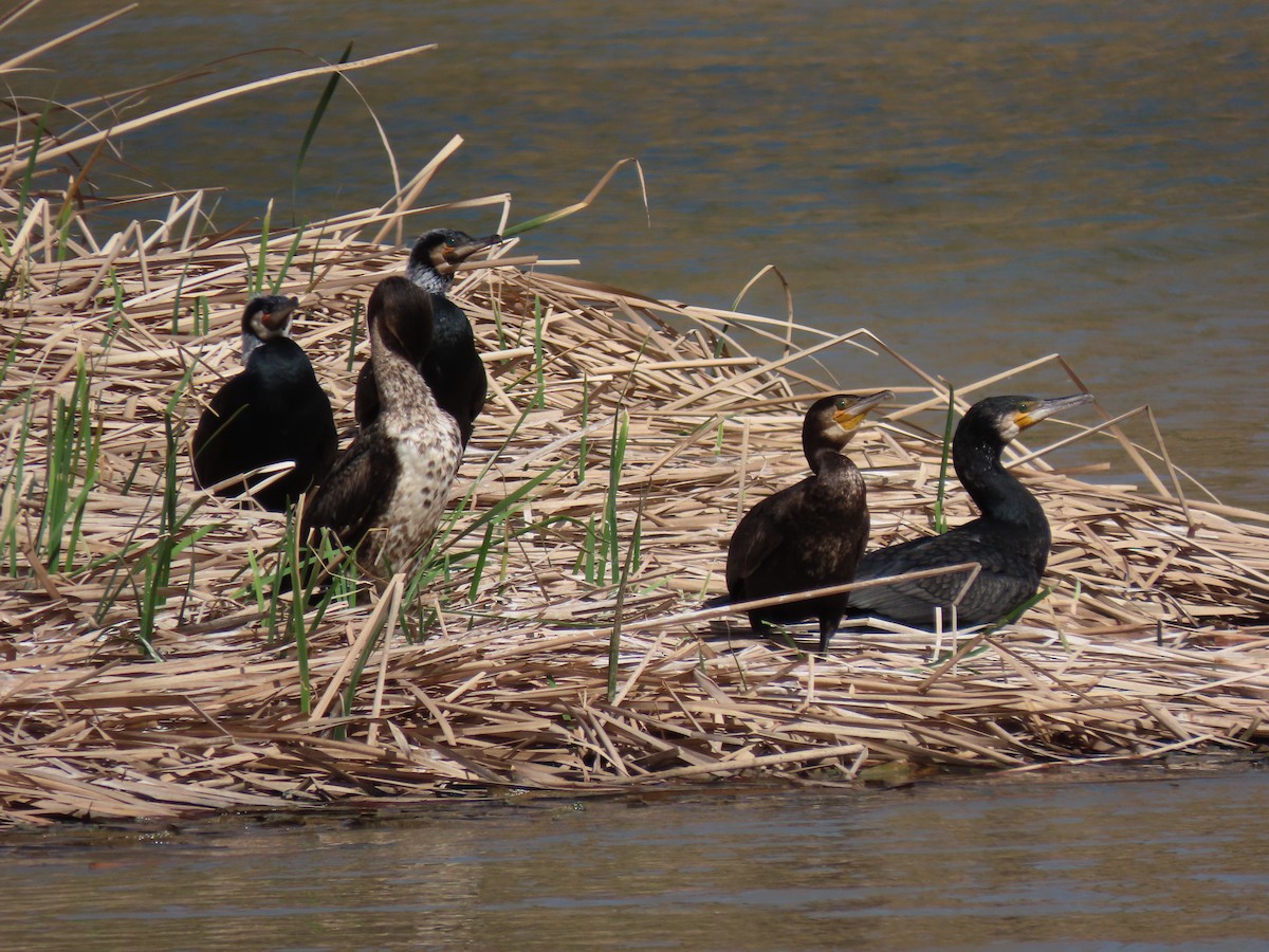 Great Cormorant - ML544312511