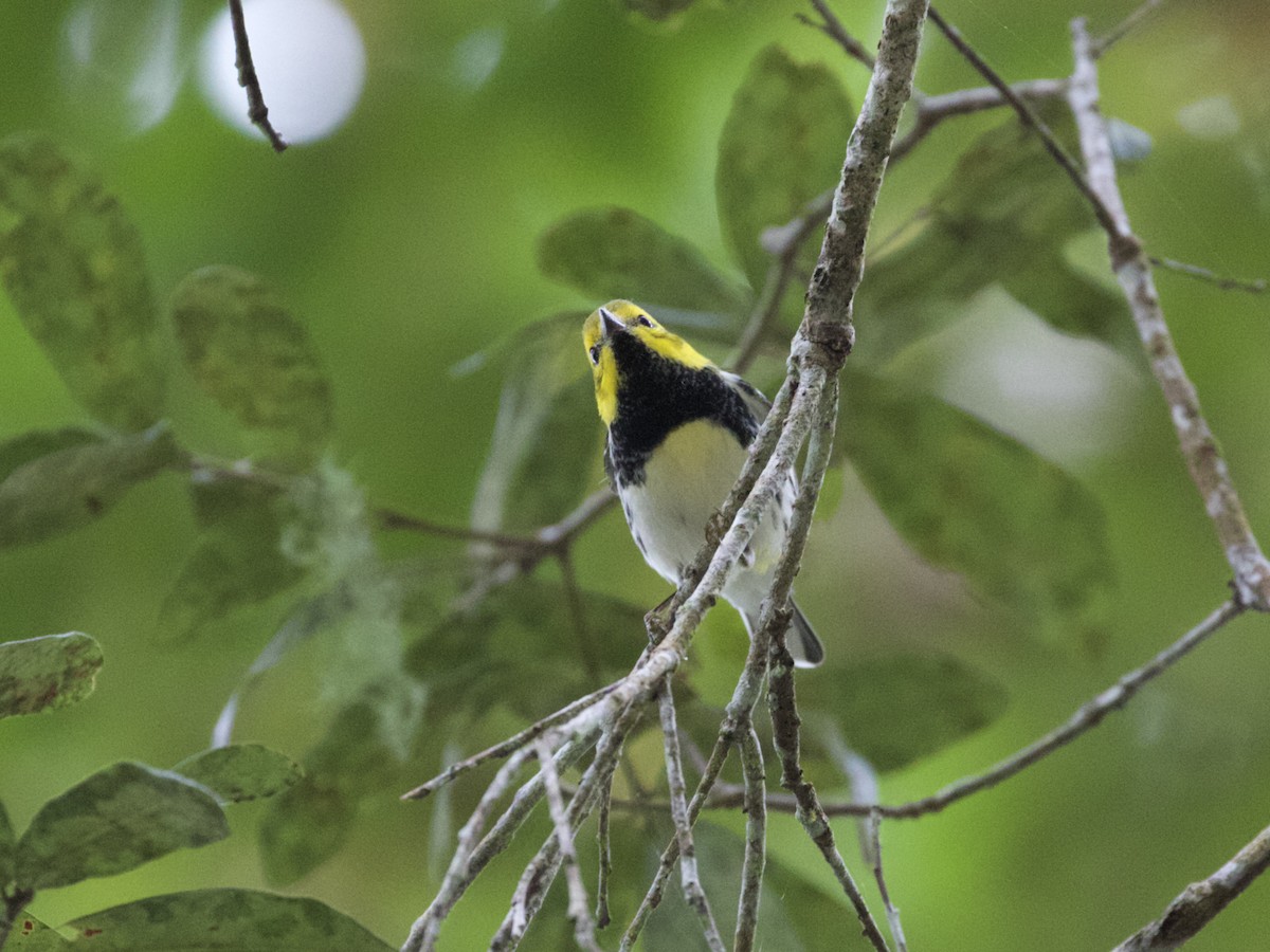 Black-throated Green Warbler - ML544312621