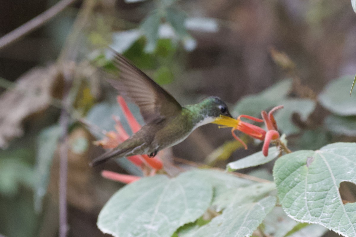 Azure-crowned Hummingbird - ML544312761