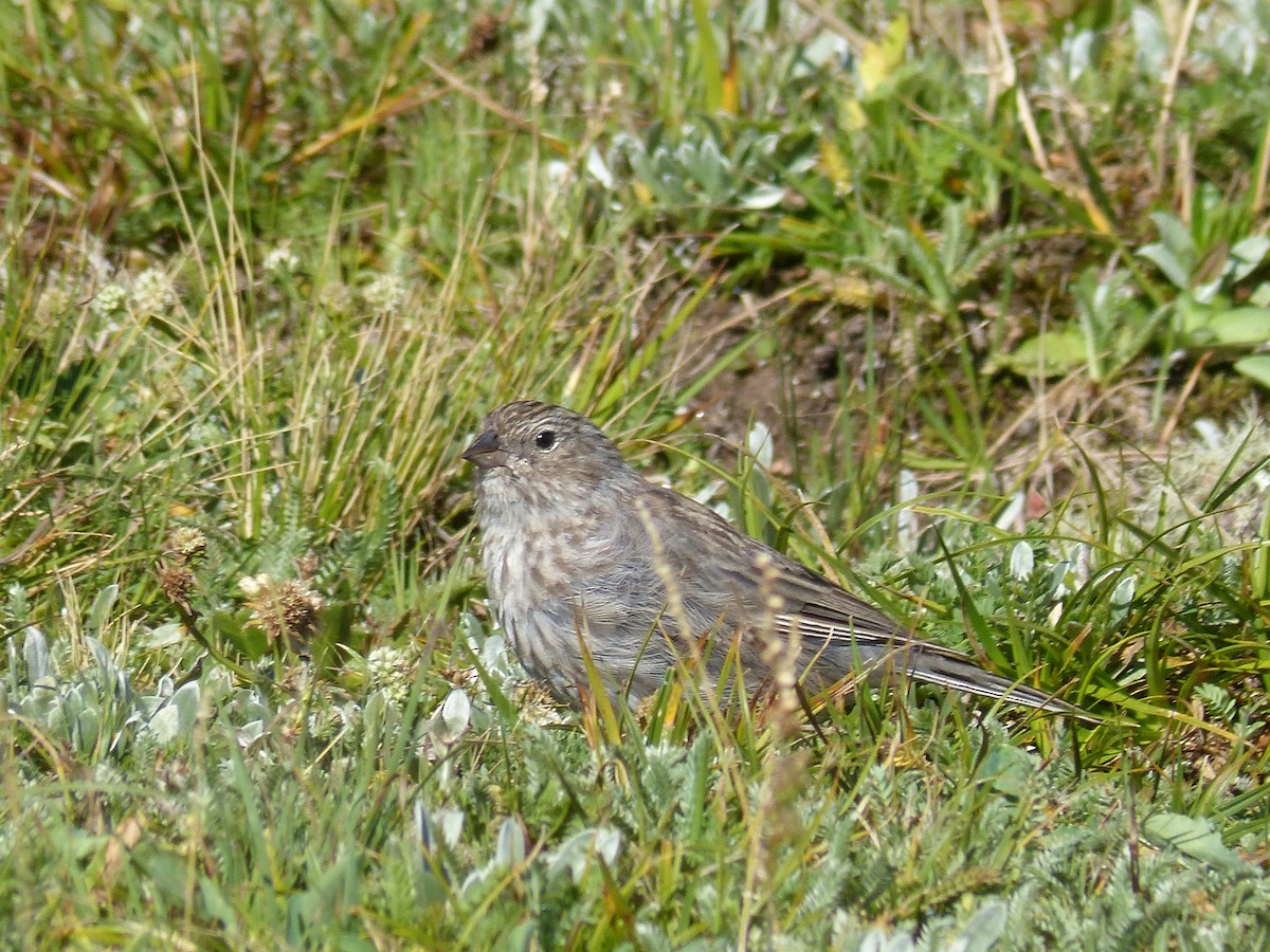 Plumbeous Sierra Finch - ML544312771