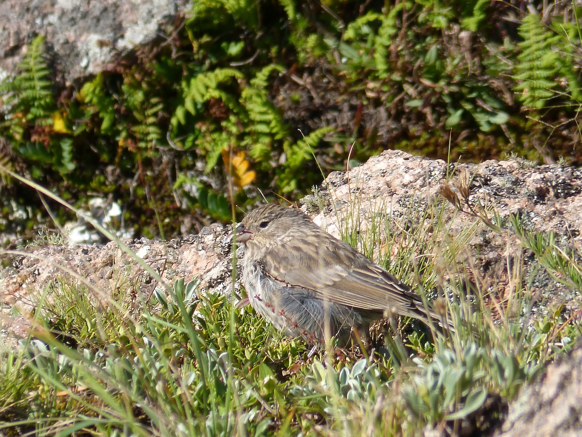 Plumbeous Sierra Finch - ML544312781