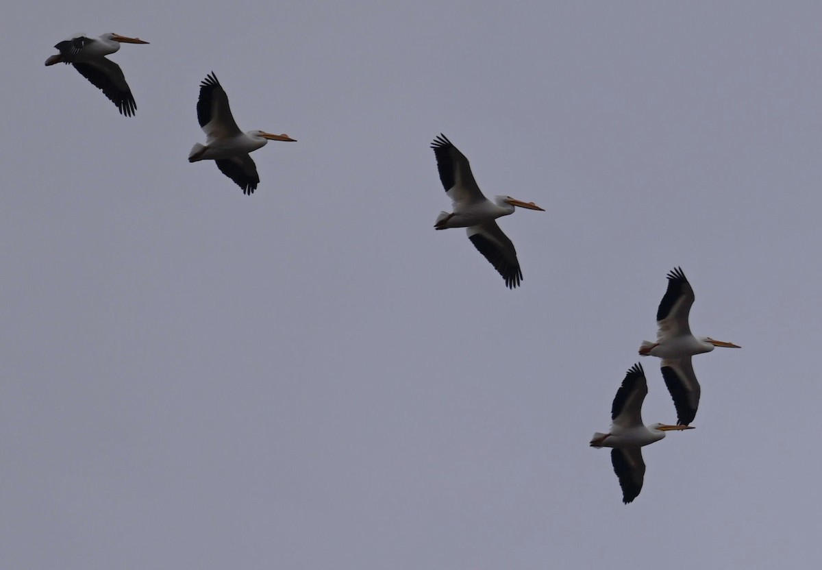 American White Pelican - ML544312801