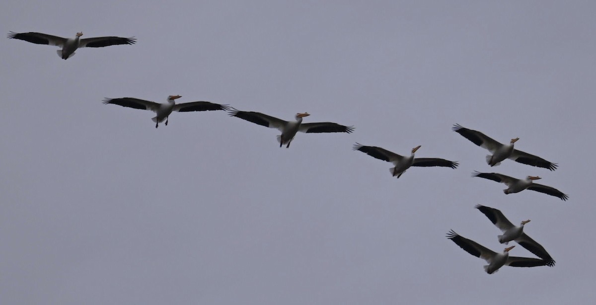 American White Pelican - ML544312811