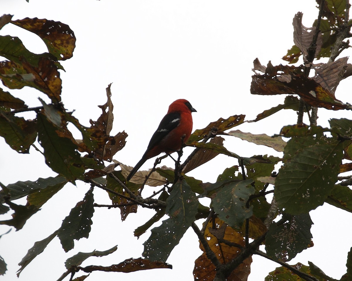 White-winged Tanager - ML544312981