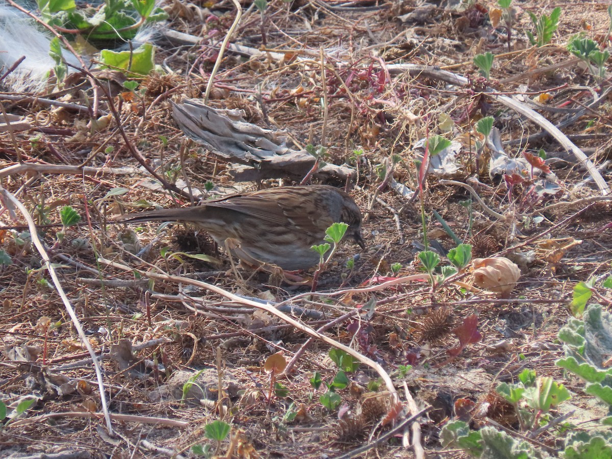 Dunnock - ML544313181