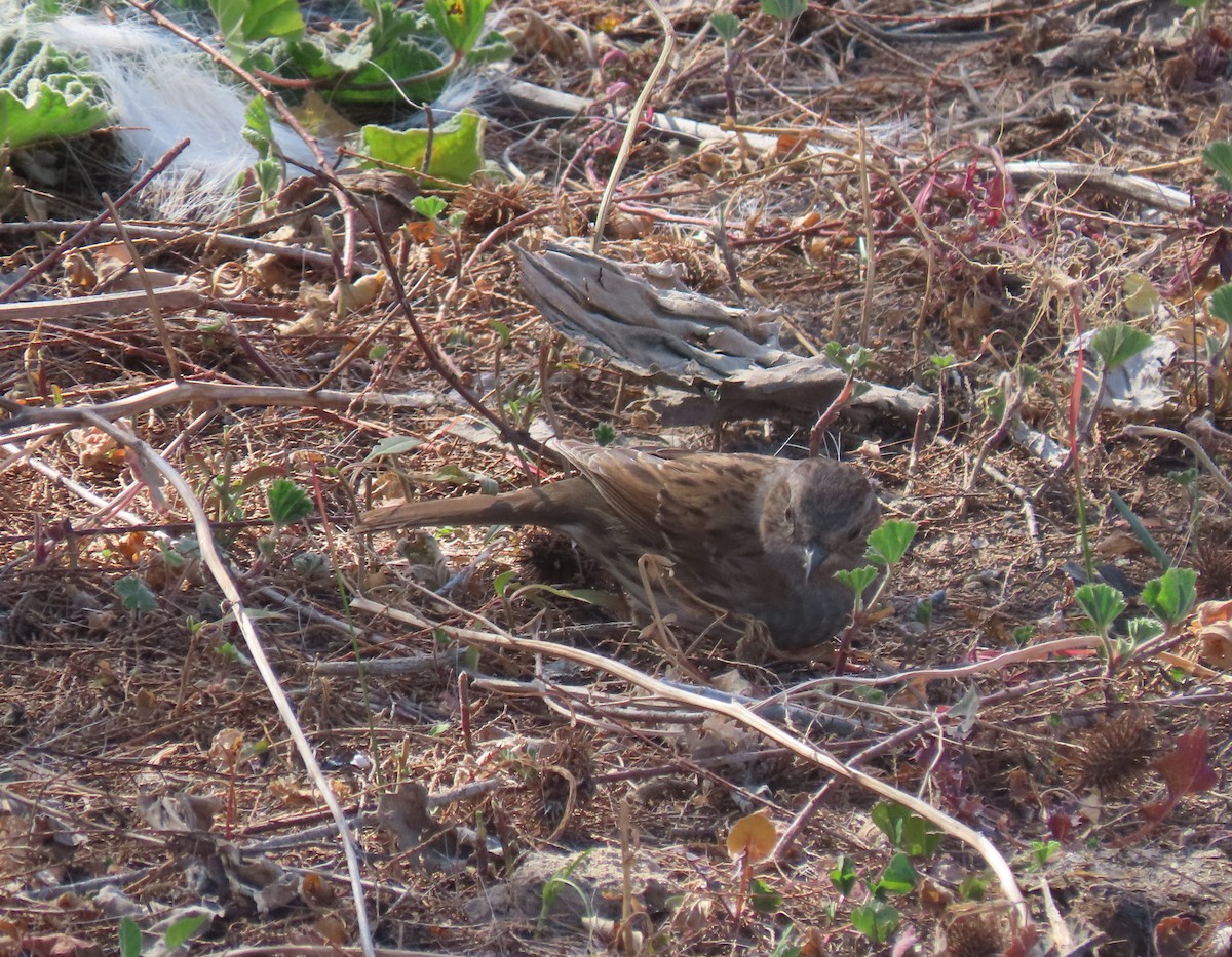 Dunnock - ML544313191