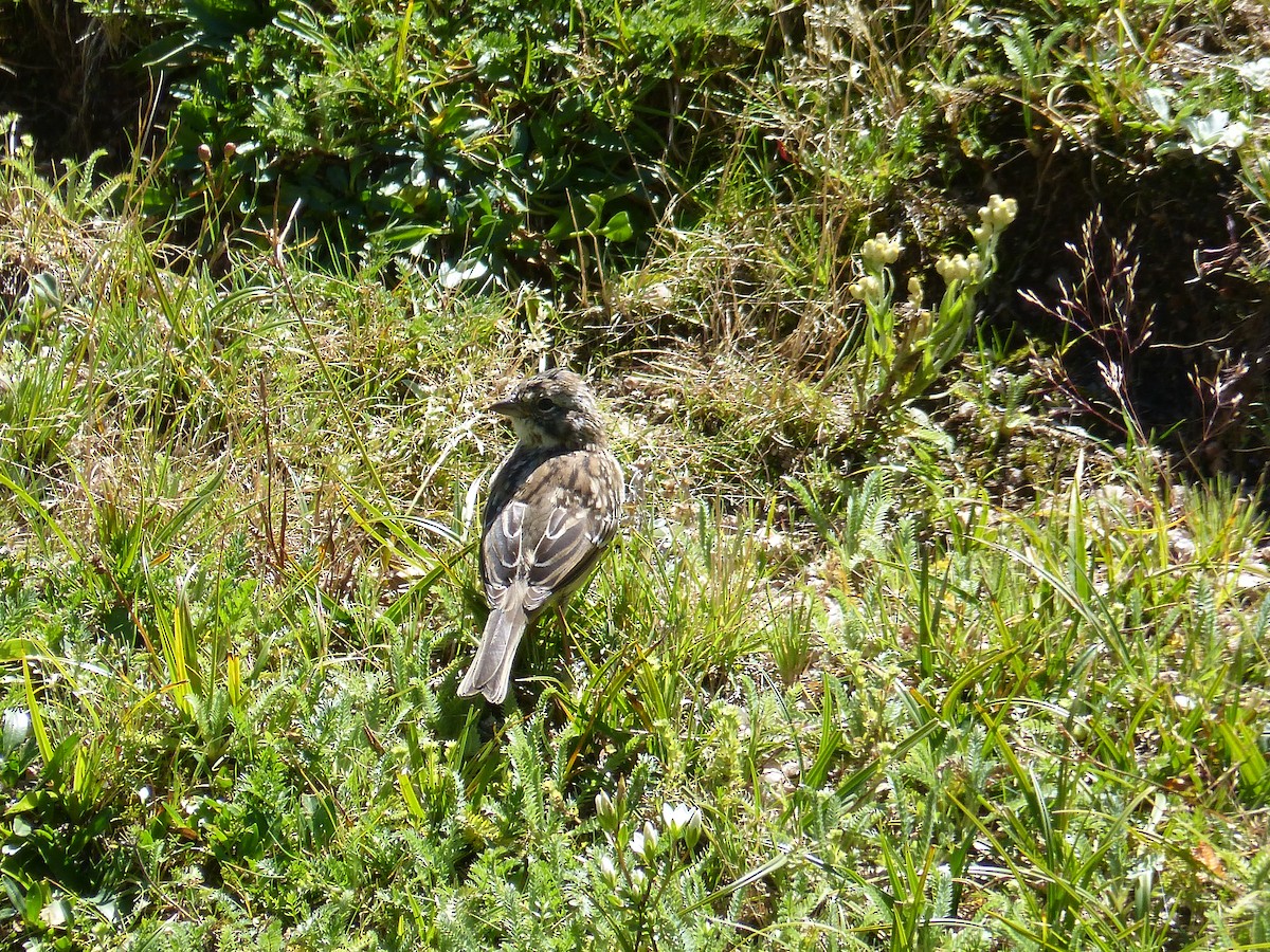 Rufous-collared Sparrow - ML544313681