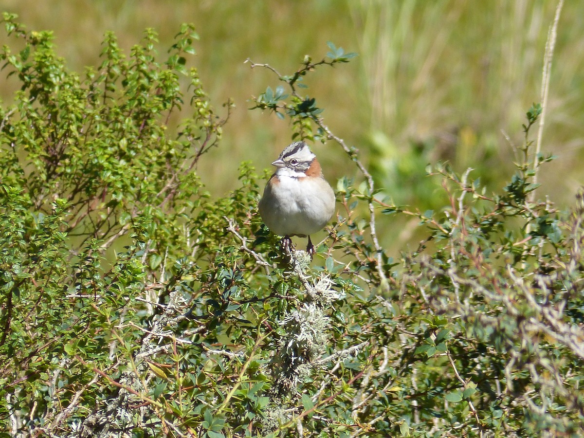 Rufous-collared Sparrow - ML544313691