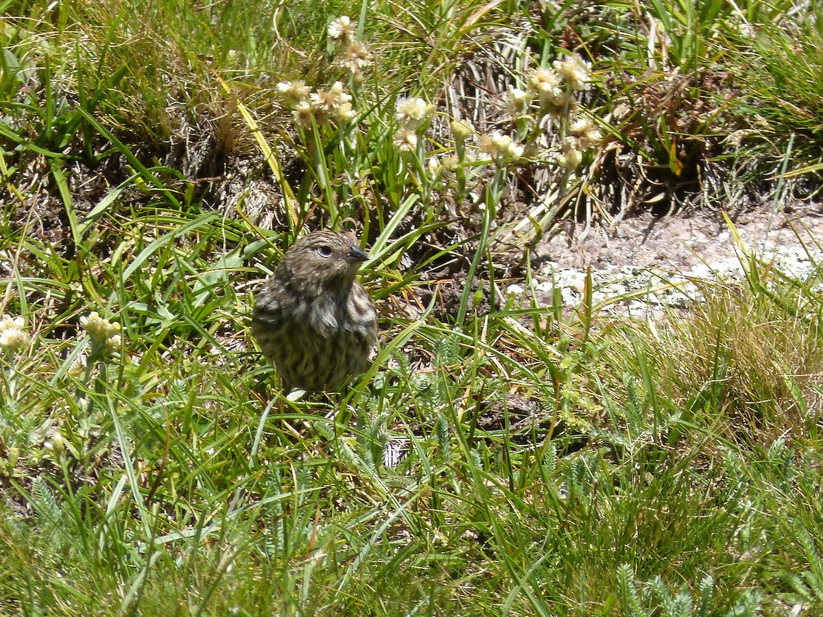 Plumbeous Sierra Finch - ML544313721