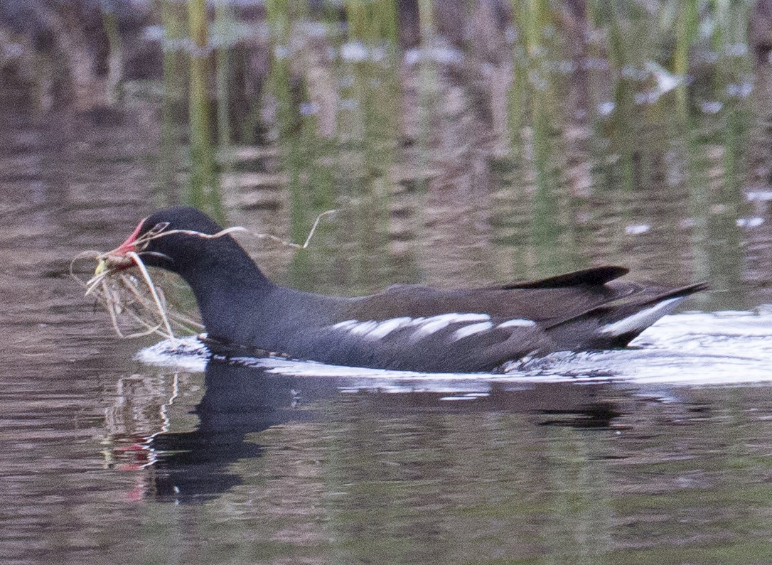 Eurasian Moorhen - José Martín