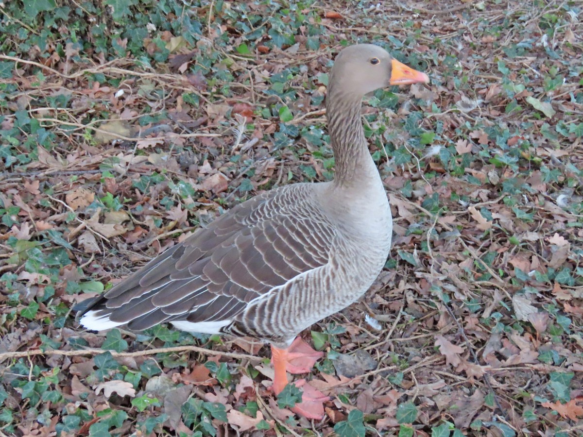 Graylag Goose - ML544314081