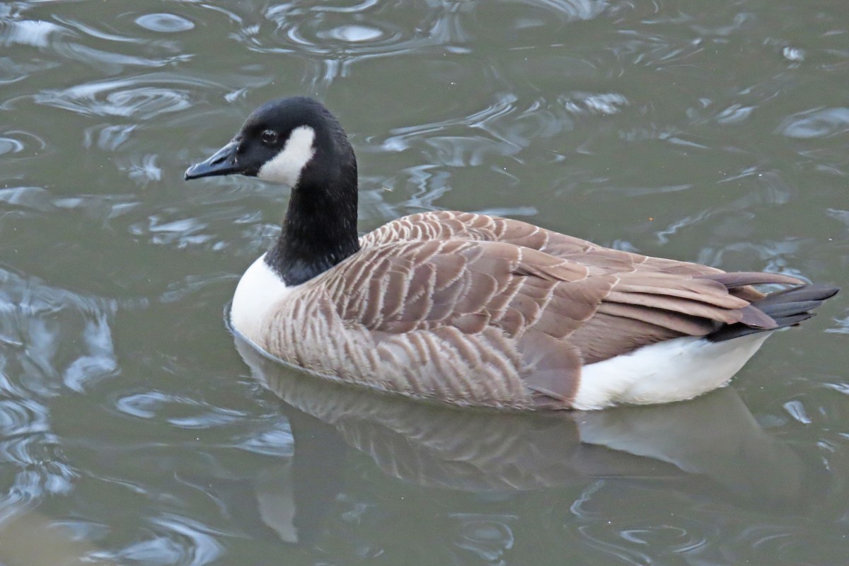 Canada Goose - ML544314091