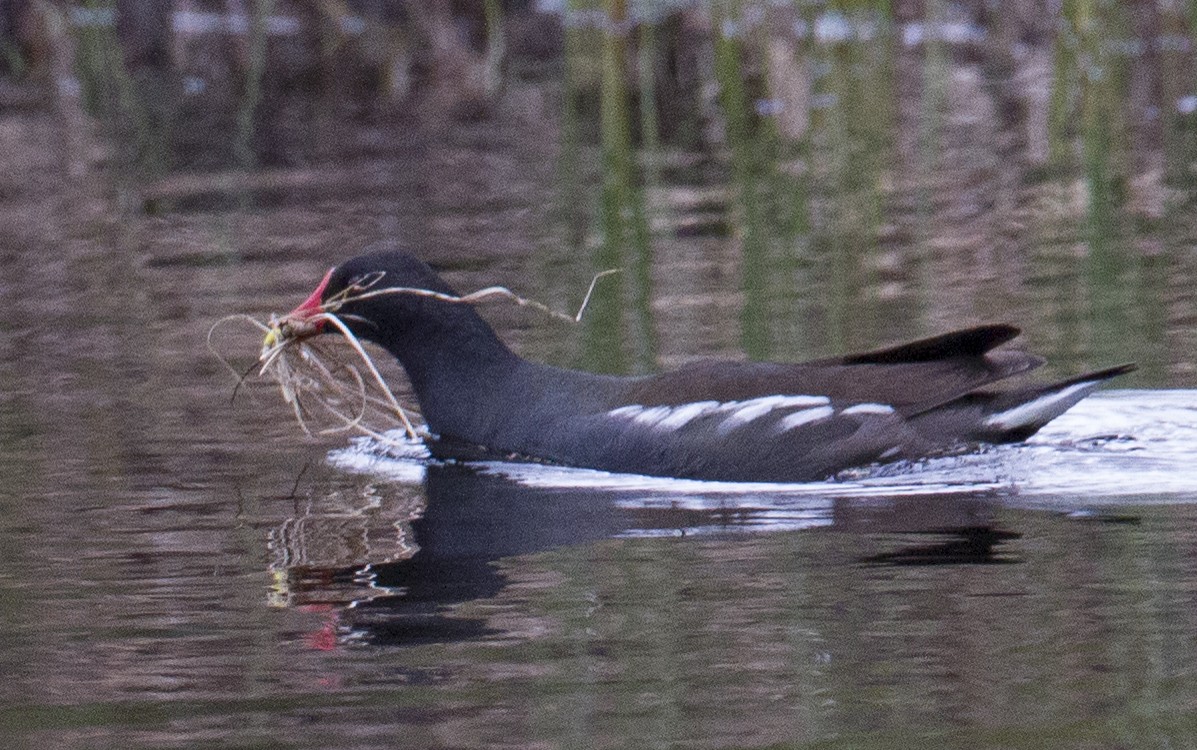 Eurasian Moorhen - José Martín