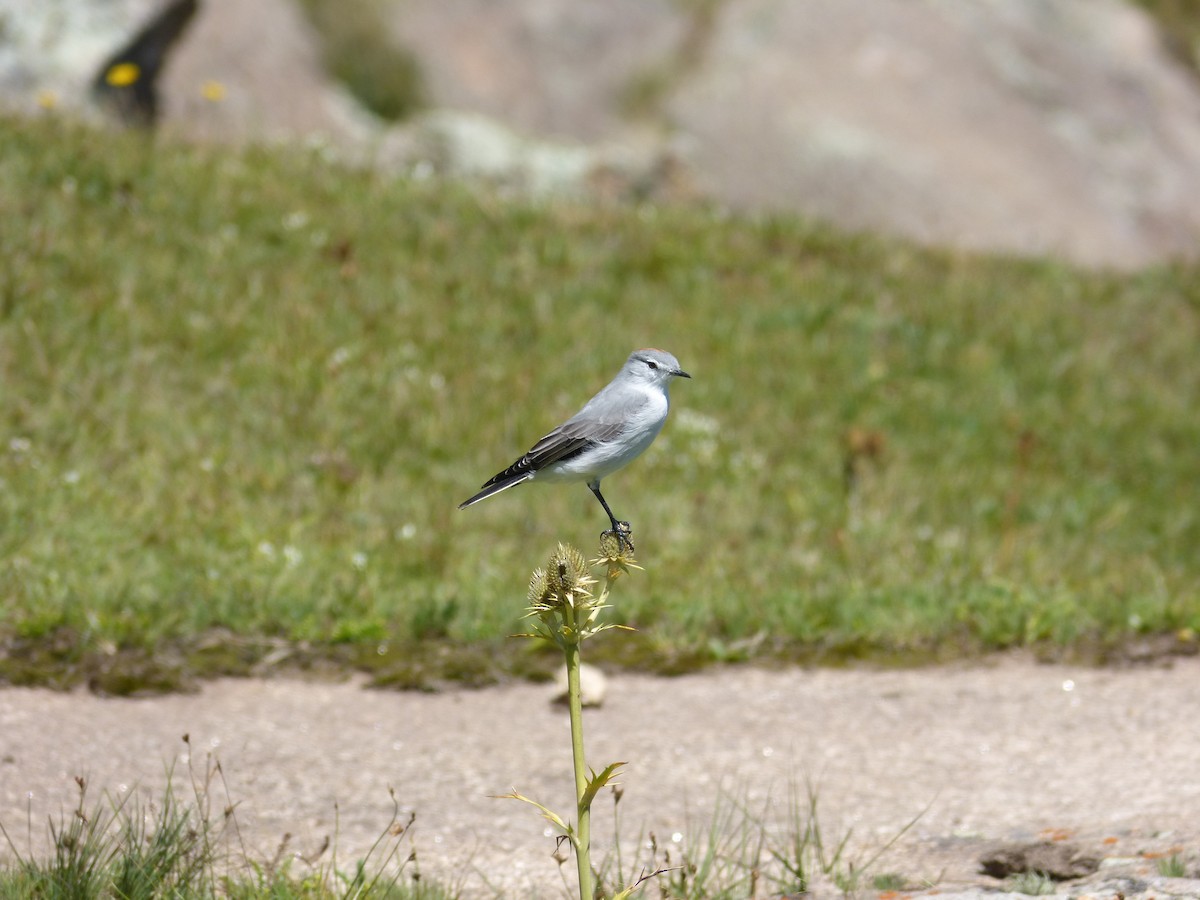 Rufous-naped Ground-Tyrant - ML544314411