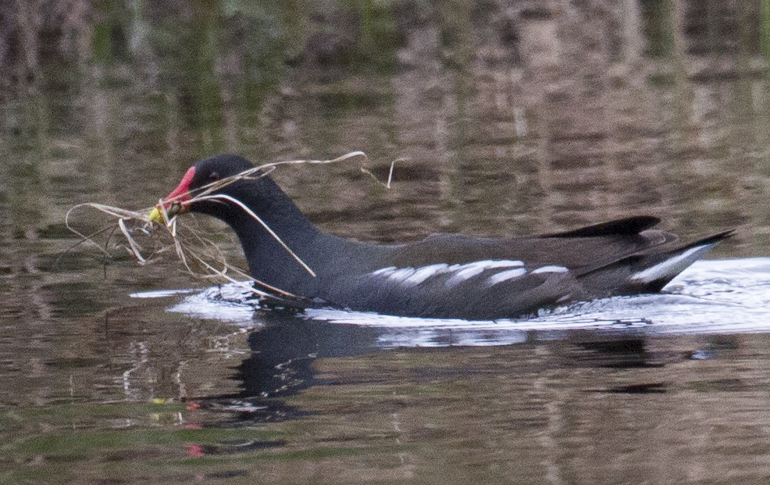 Eurasian Moorhen - José Martín