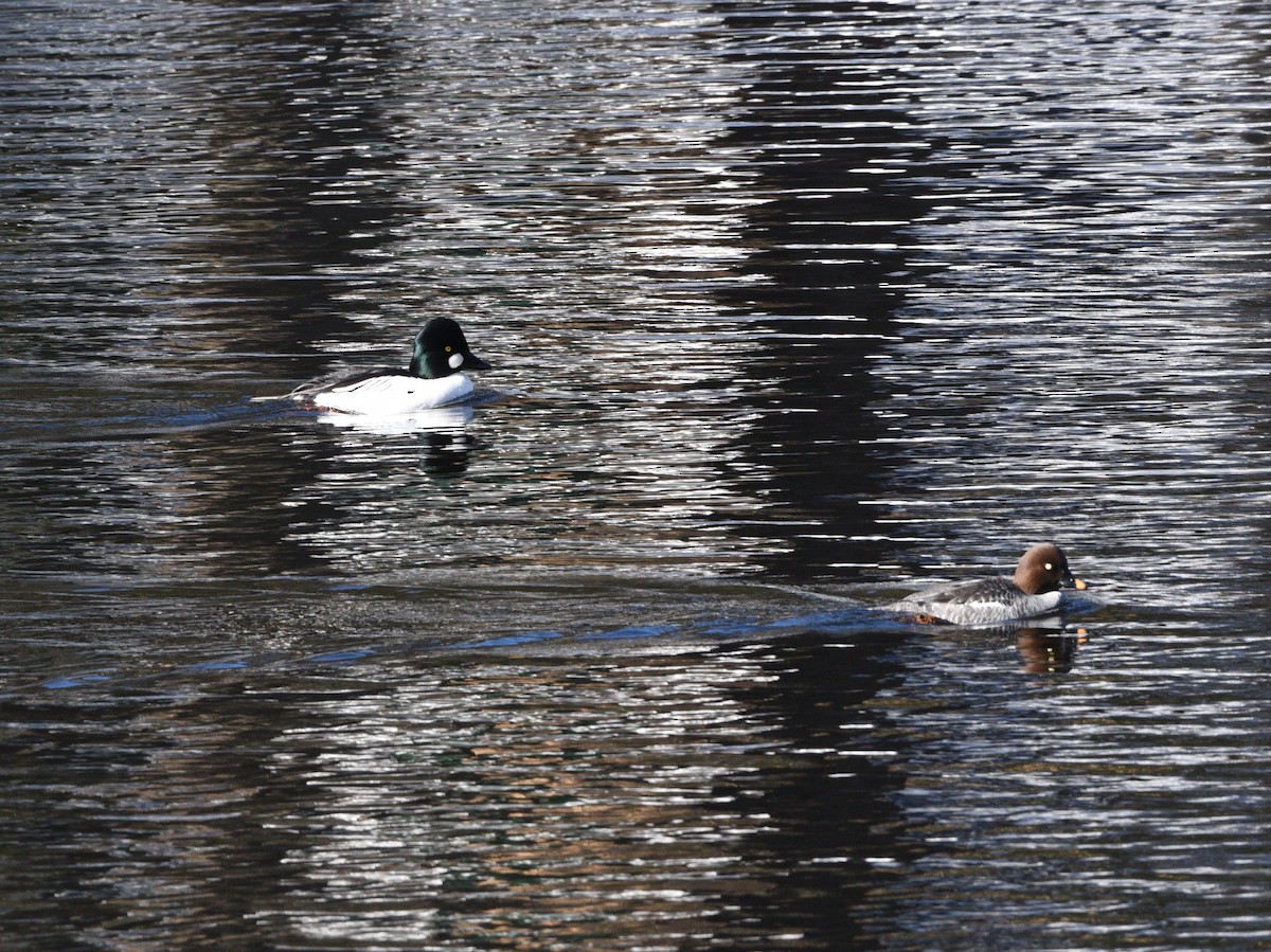 Common Goldeneye - ML544315941