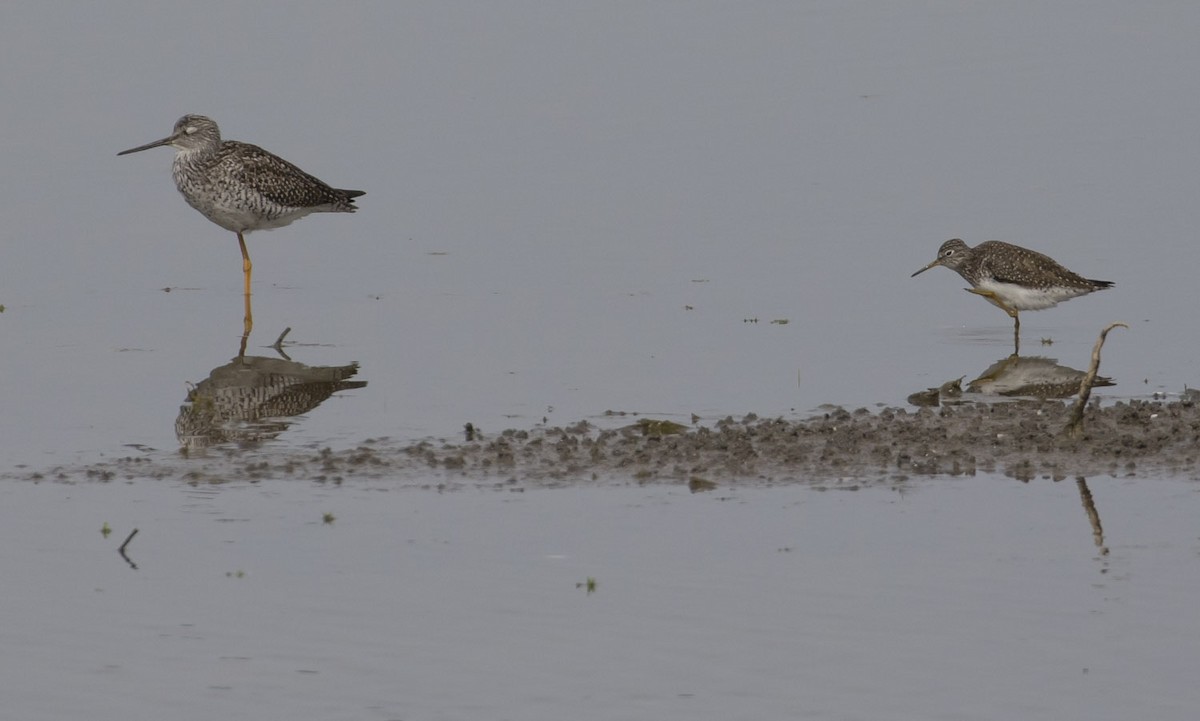 Solitary Sandpiper - ML54431601