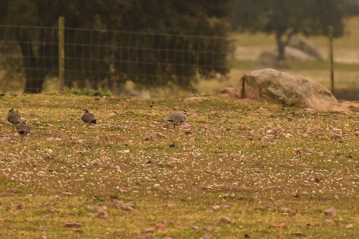 Sociable Lapwing - ML544316301