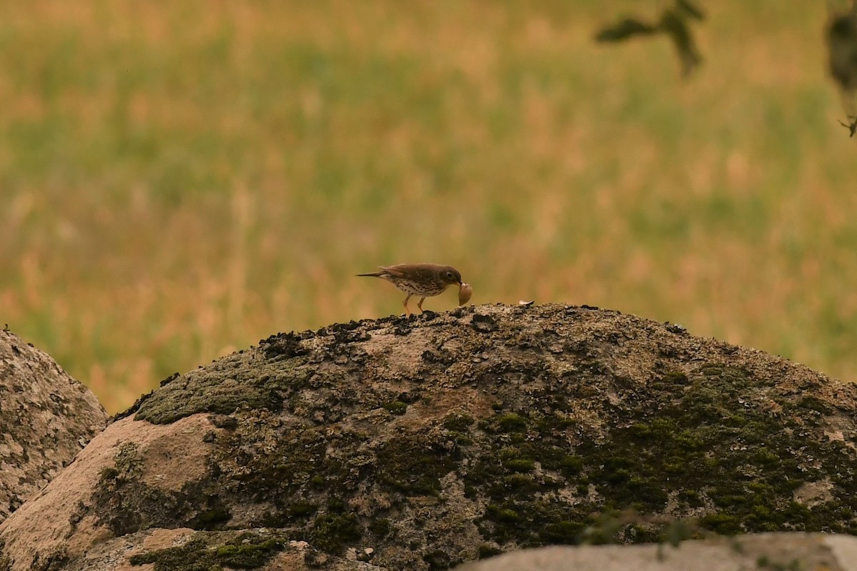 Song Thrush - ML544316471