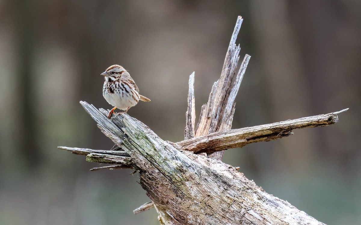 Song Sparrow - ML544318631