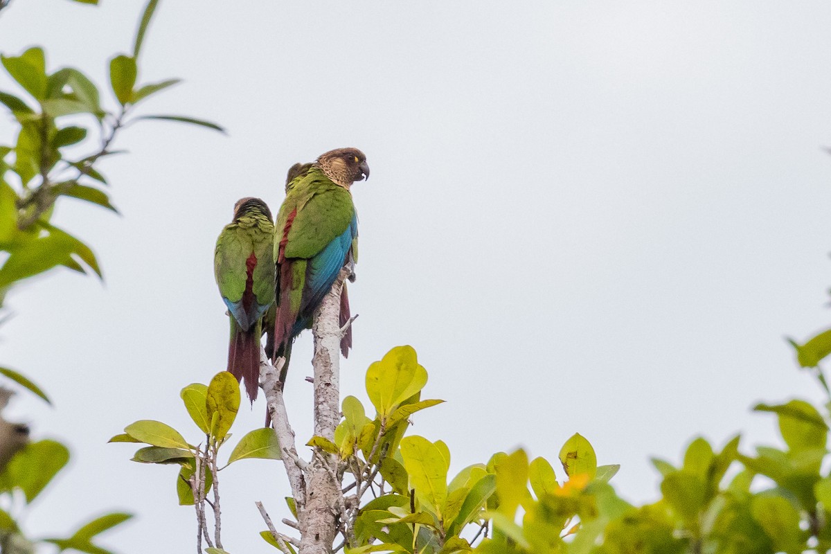 Bonaparte's Parakeet - ML544319521