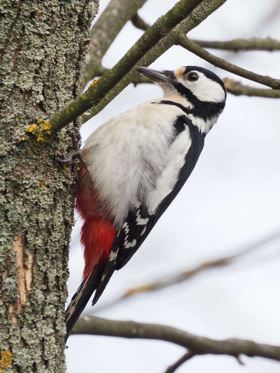 Great Spotted Woodpecker - ML544320061