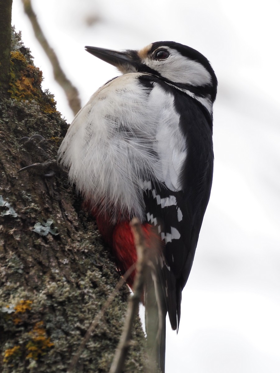 Great Spotted Woodpecker - ML544320161