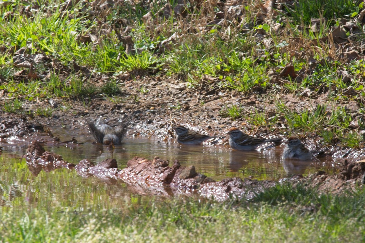 Chipping Sparrow - ML544321261