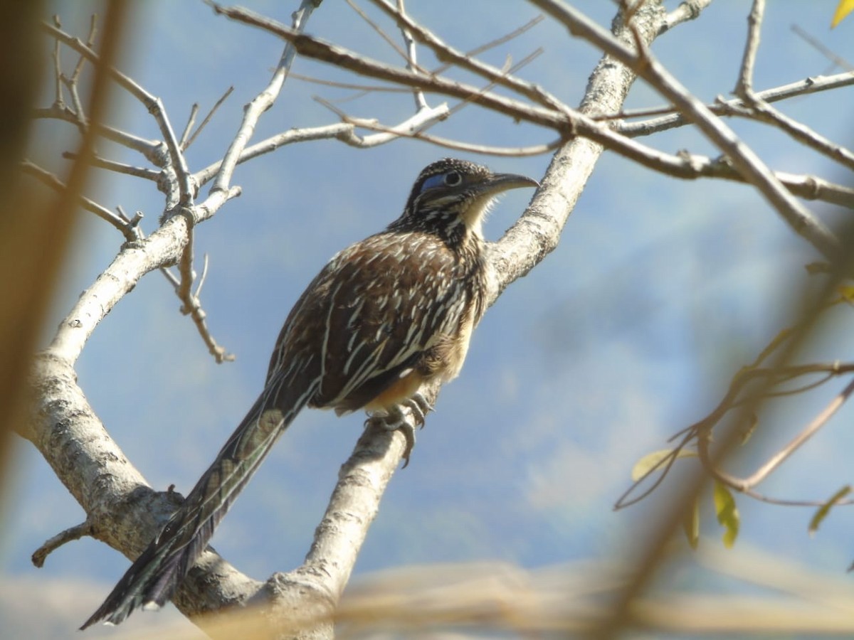 Lesser Roadrunner - ML544321631