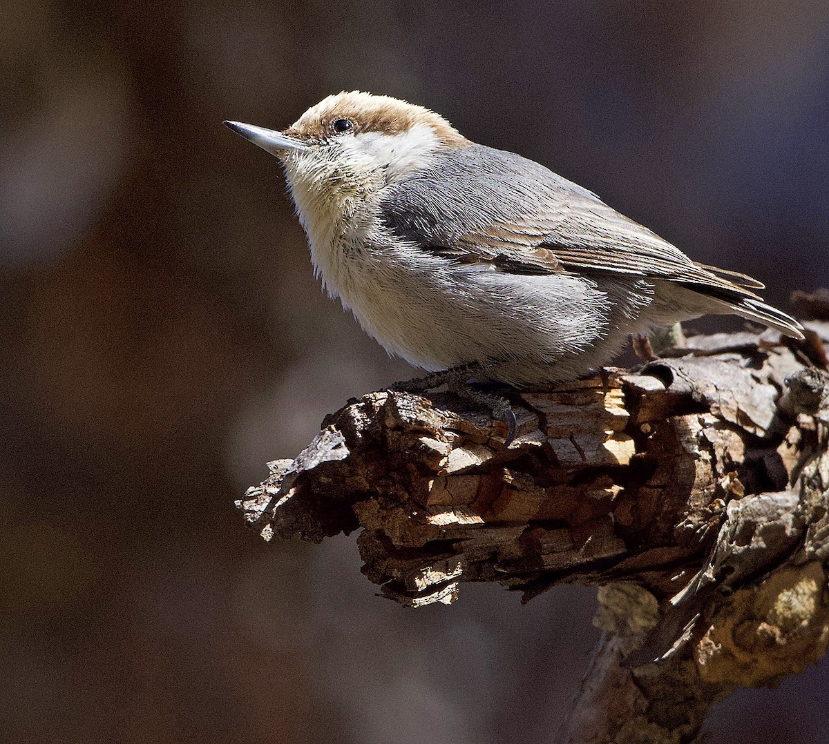 Brown-headed Nuthatch - ML544321841