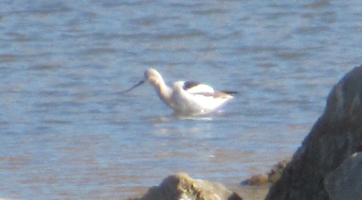 American Avocet - ML544322341