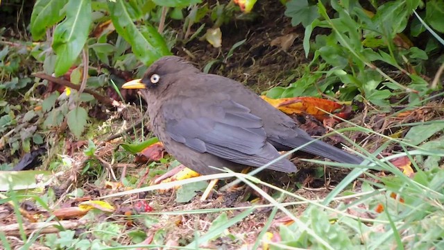 Sooty Thrush - ML544322491