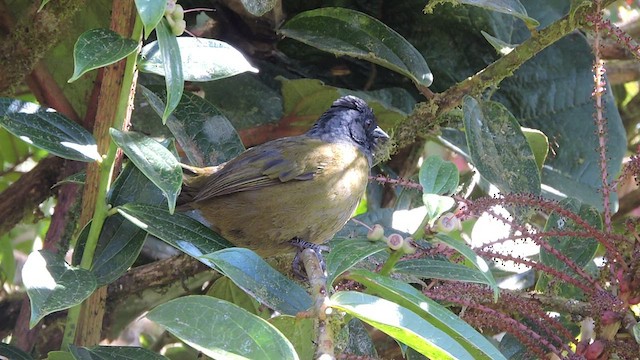 Large-footed Finch - ML544322621