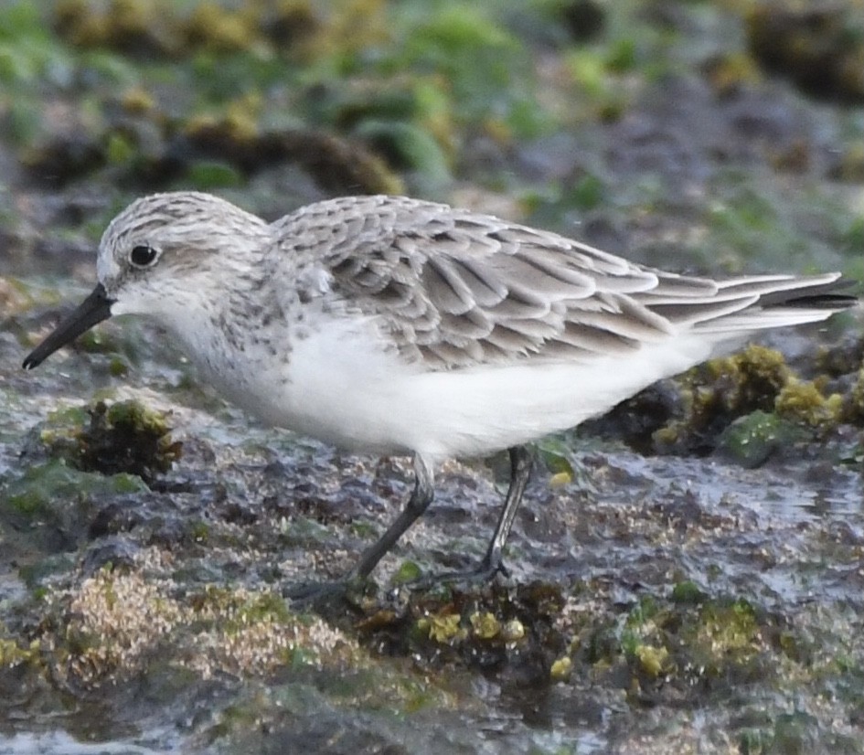 Red-necked Stint - ML544322931