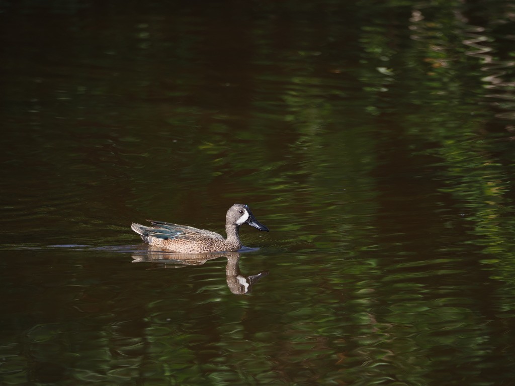 Blue-winged Teal - ML544323841