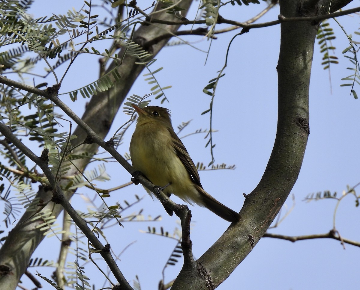 Western Flycatcher (Pacific-slope) - ML544323971