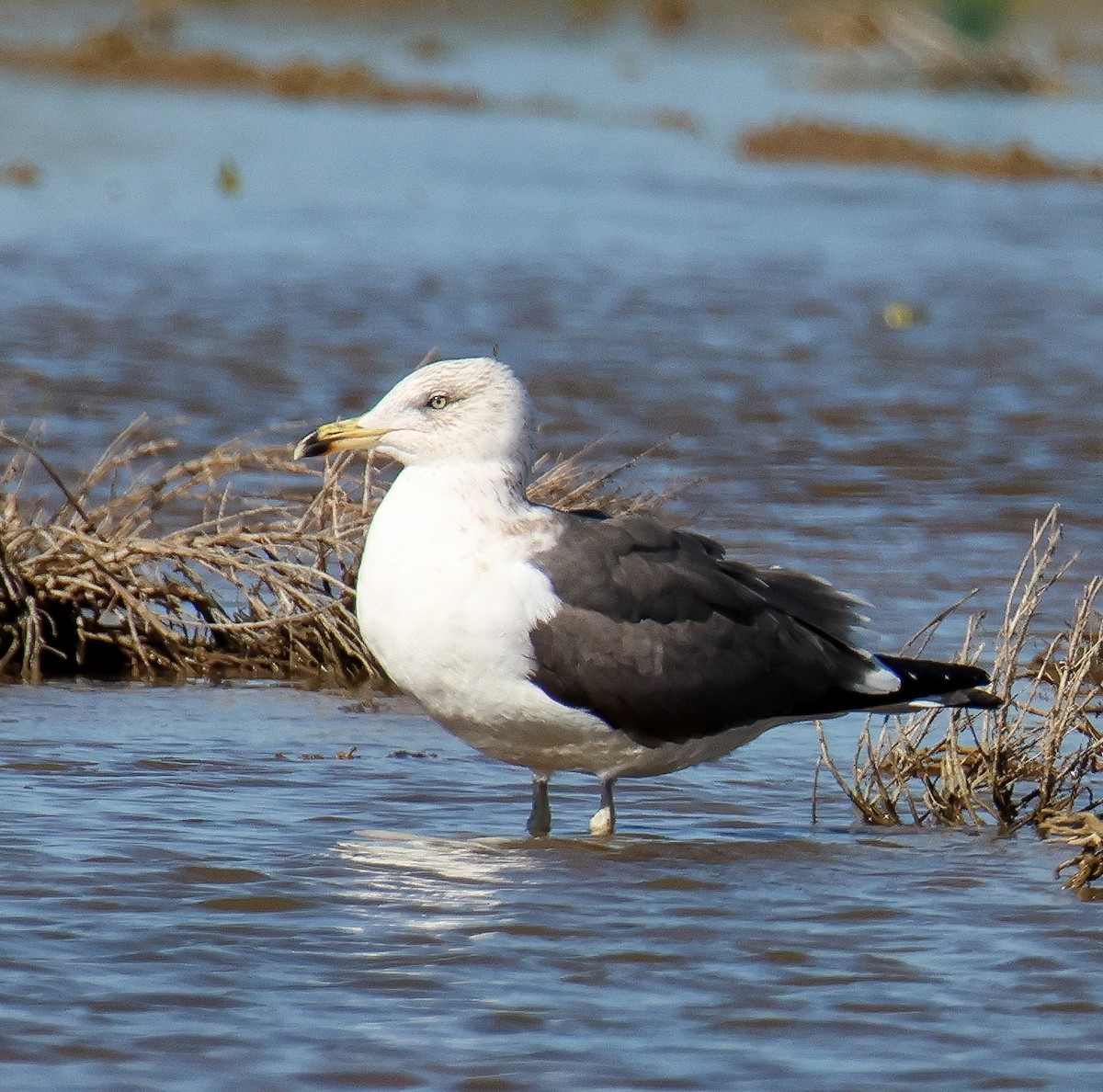 Lesser Black-backed Gull (graellsii) - ML544324101