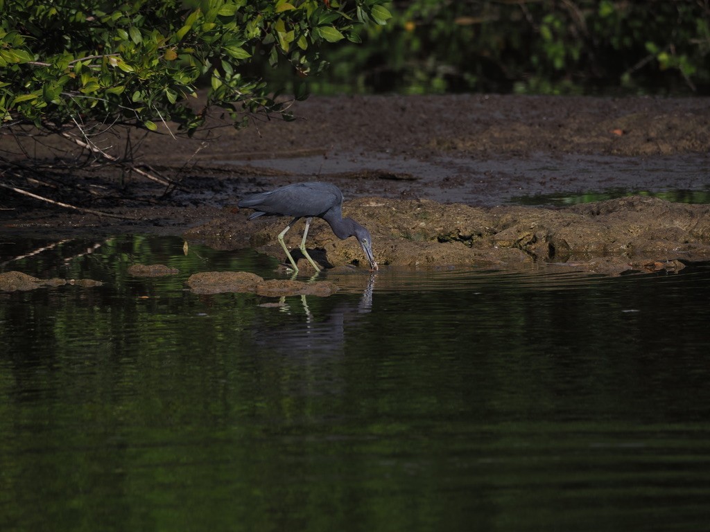 Little Blue Heron - ML544324121