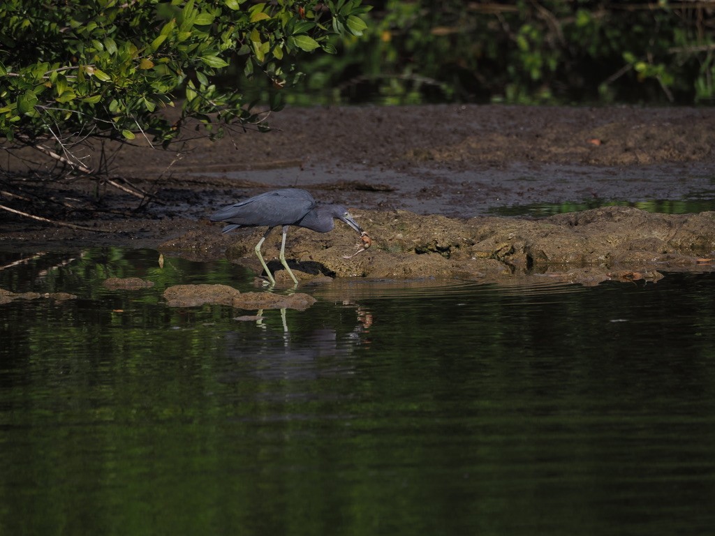 Little Blue Heron - ML544324171