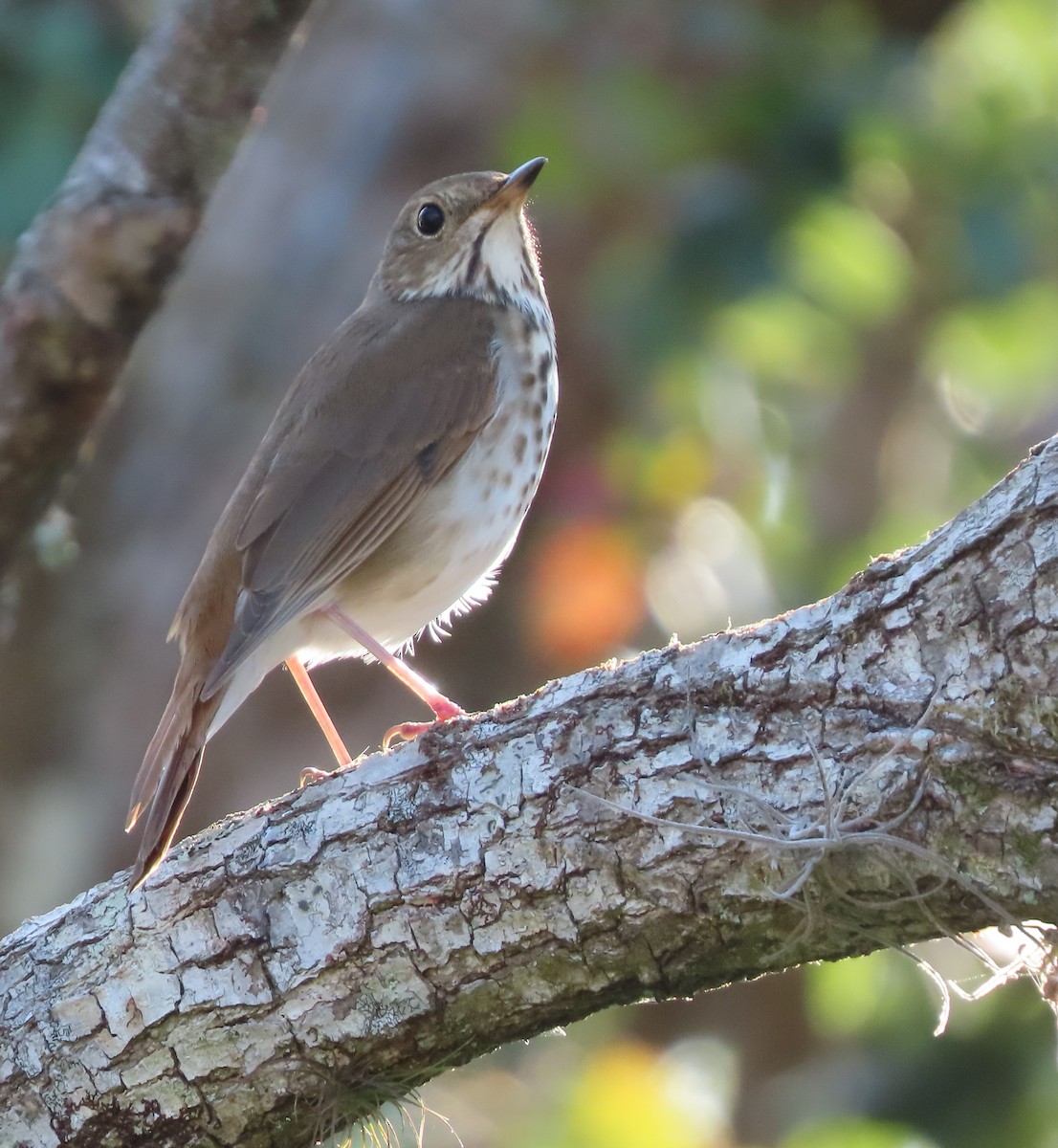 Hermit Thrush - ML544324191