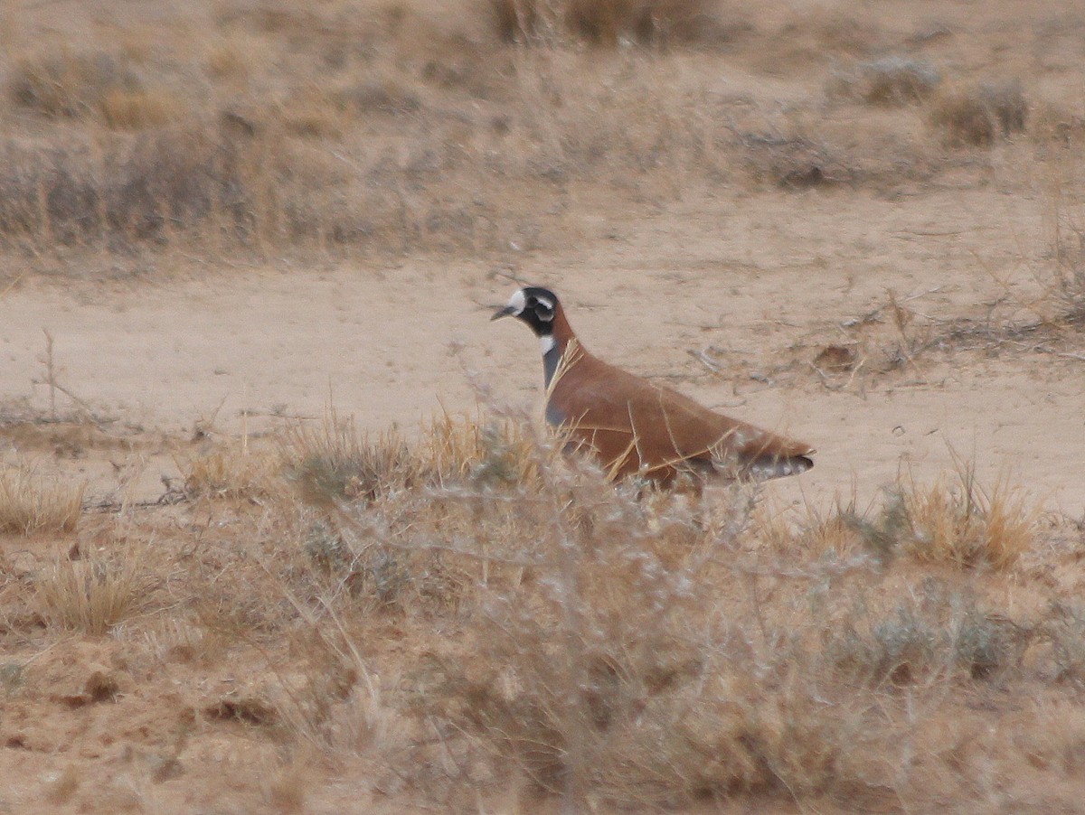 Flock Bronzewing - David  Mules