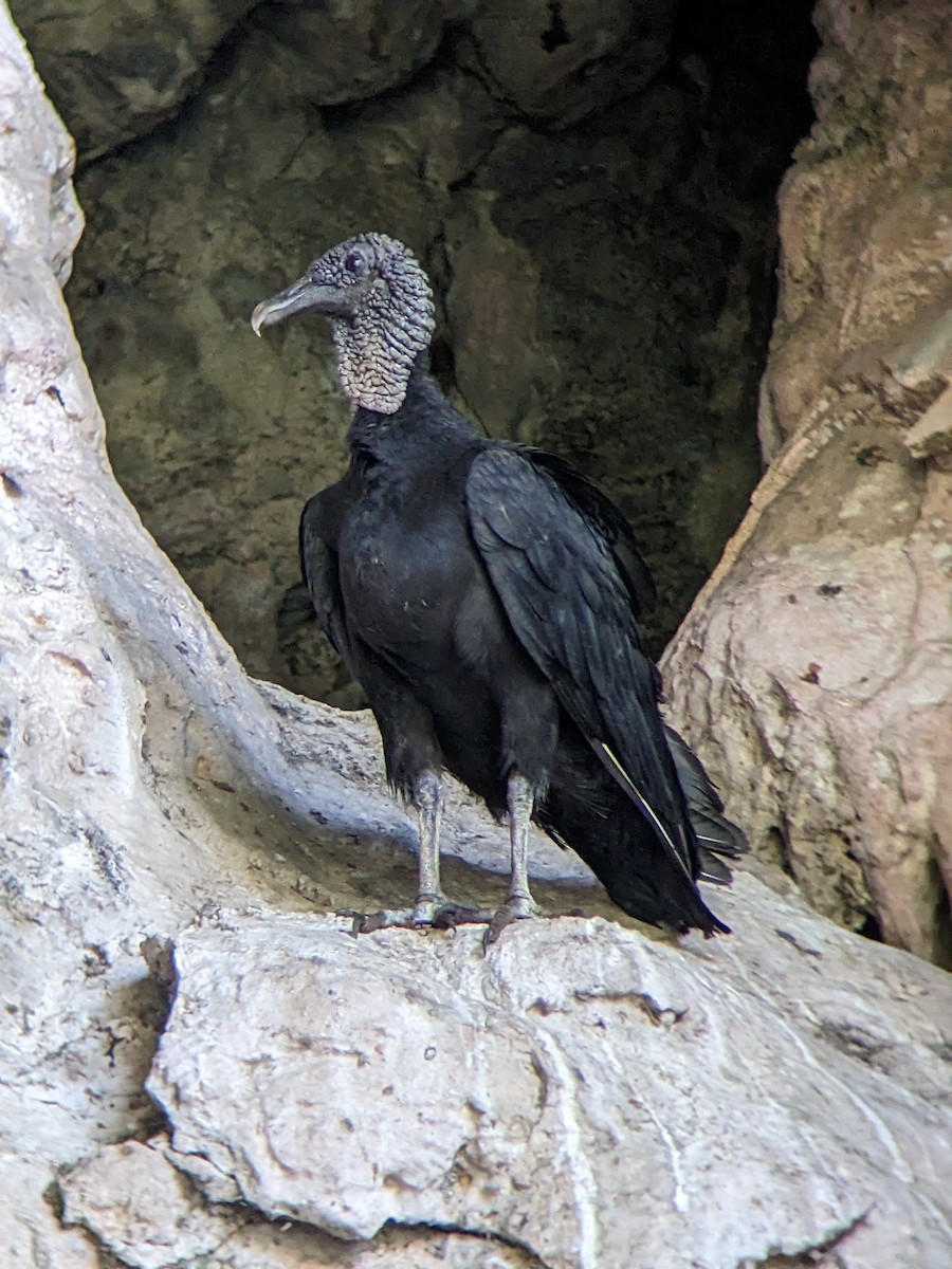 Black Vulture - ML544325251