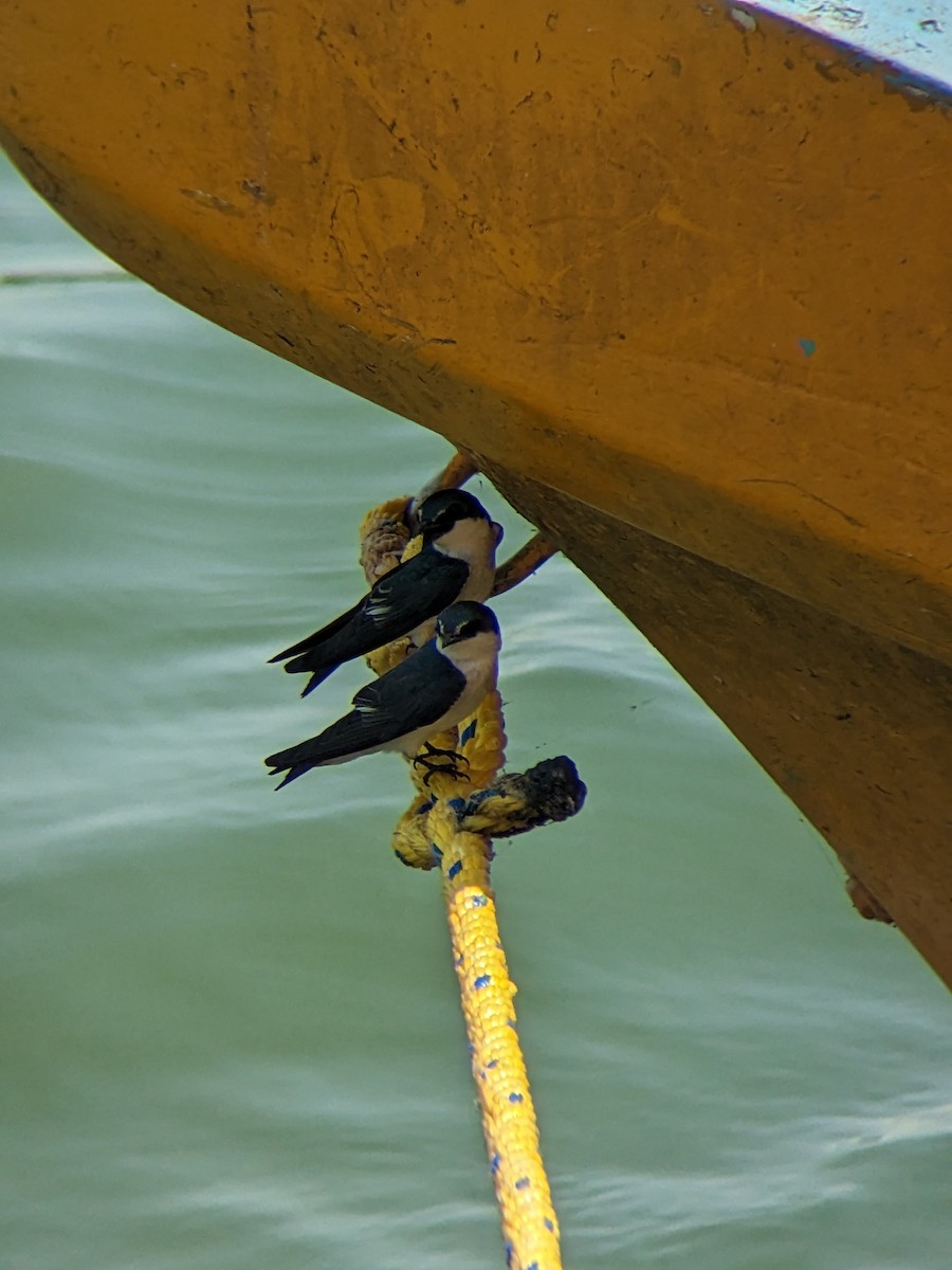 Mangrove Swallow - ML544325601