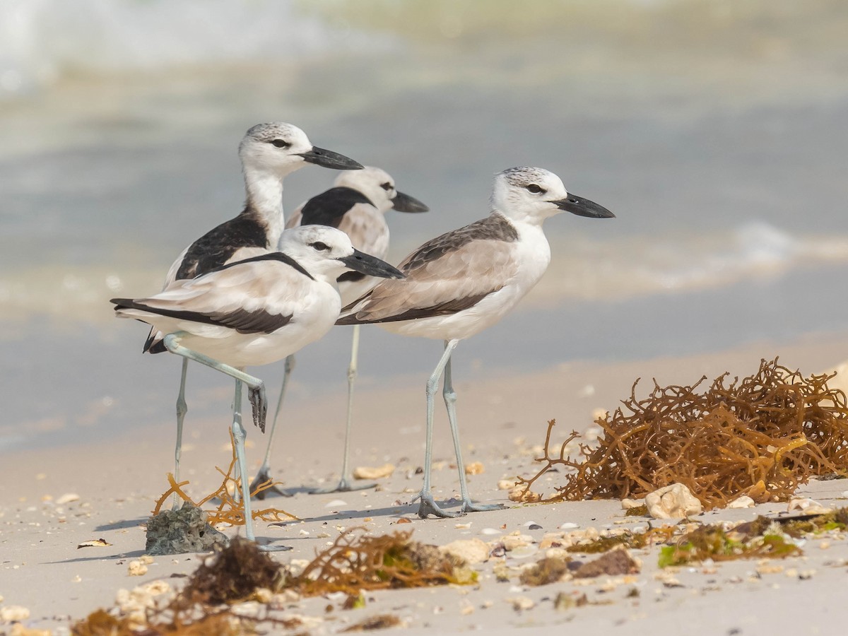 Crab-Plover - ML544325701