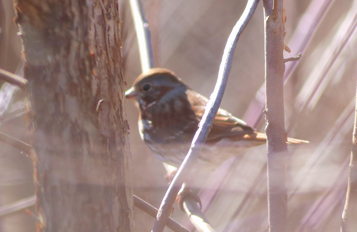 Fox Sparrow - ML544326191