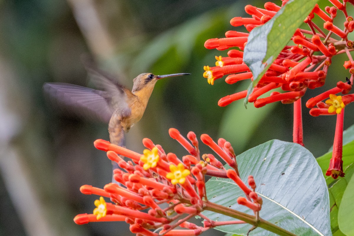 Needle-billed Hermit - Gustavo Dallaqua